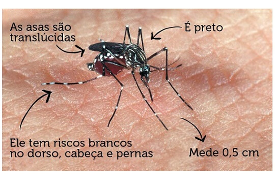 Dengue Mosquito Aedes Portal Do Ultra Luiz Lucas Trajano de Menezes