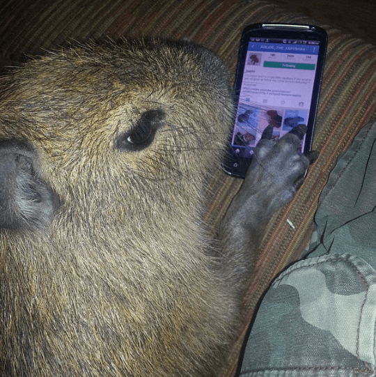 capivara melhores comentarios da semana