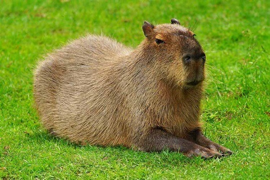 BATALHA DE MENTES: A ORIGEM DO TERMO CAPIVARA